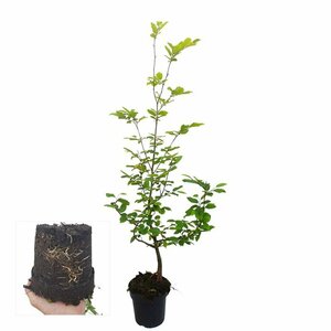 Carpinus betulus 60/80 W. - afbeelding 9