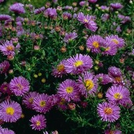 Aster n.-b. 'Marie Ballard' P9 - afbeelding 2