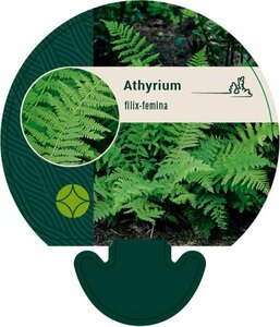Athyrium filix-femina P9 - afbeelding 4