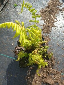 Athyrium filix-femina P9 - afbeelding 9