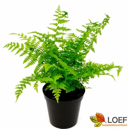 Athyrium filix-femina P9 - afbeelding 3