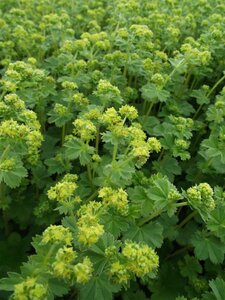Alchemilla erythropoda P9 - afbeelding 5