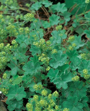 Alchemilla erythropoda P9 - afbeelding 4
