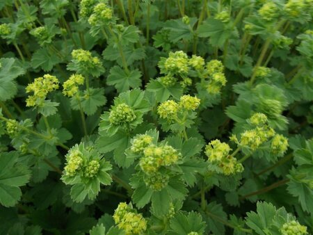 Alchemilla erythropoda P9 - afbeelding 3