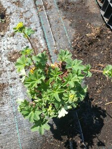 Alchemilla erythropoda P9 - afbeelding 2