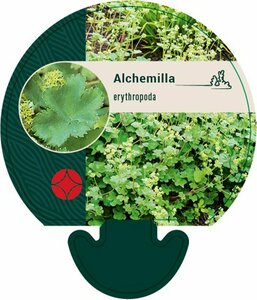 Alchemilla erythropoda P9 - afbeelding 6