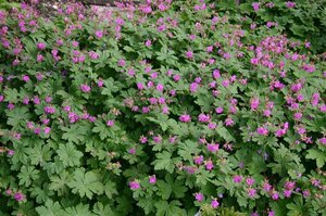 Geranium macrorrhizum 'Czakor' P9 - afbeelding 4