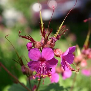 Geranium macrorrhizum 'Czakor' P9 - afbeelding 2
