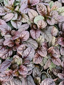 Ajuga reptans 'Atropurpurea' P9 - afbeelding 5