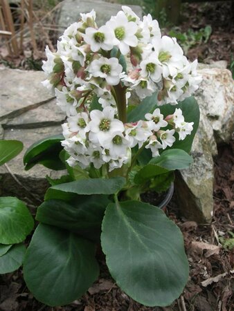 Bergenia 'Bressingham White' P9 - afbeelding 2