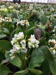 Bergenia 'Bressingham White' P9 - afbeelding 4