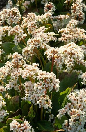 Bergenia 'Bressingham White' P9 - afbeelding 7
