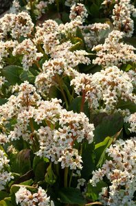 Bergenia 'Bressingham White' P9 - afbeelding 7