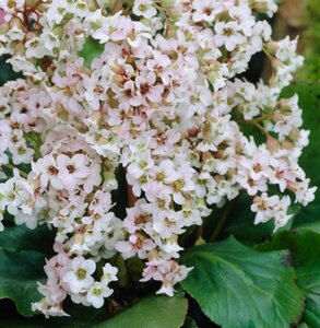 Bergenia 'Bressingham White' P9 - afbeelding 8