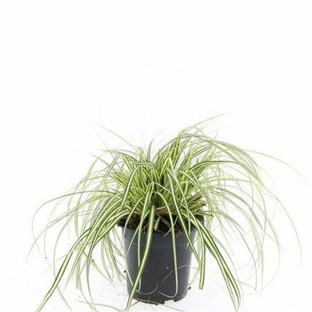 Carex oshimensis 'Evergold' P9 - afbeelding 4