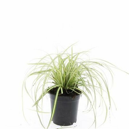 Carex oshimensis 'Evergold' P9 - afbeelding 3