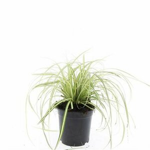 Carex oshimensis 'Evergold' P9 - afbeelding 3