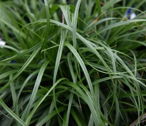 Carex oshimensis 'Evergold' P9 - afbeelding 13