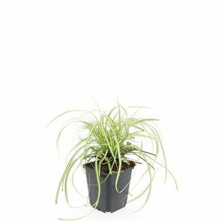 Carex oshimensis 'Evergold' P9 - afbeelding 9
