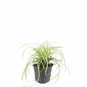 Carex oshimensis 'Evergold' P9 - afbeelding 9