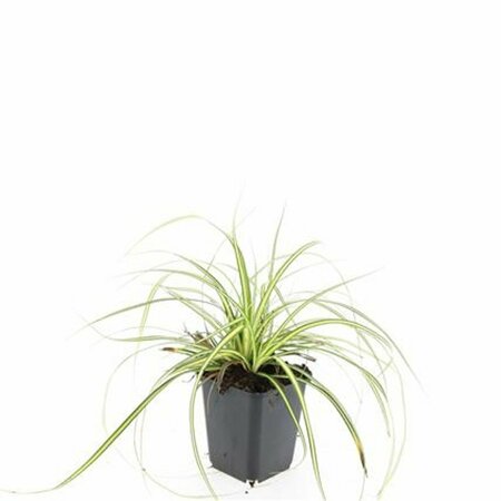 Carex oshimensis 'Evergold' P9 - afbeelding 8