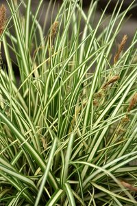 Carex oshimensis 'Evergold' P9 - afbeelding 11