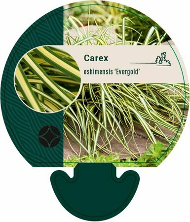 Carex oshimensis 'Evergold' P9 - afbeelding 10