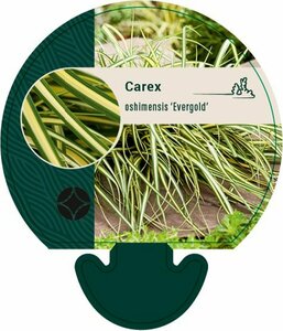 Carex oshimensis 'Evergold' P9 - afbeelding 10