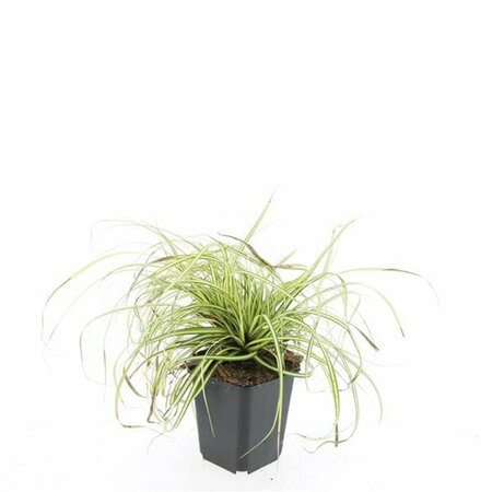 Carex oshimensis 'Evergold' P9 - afbeelding 5