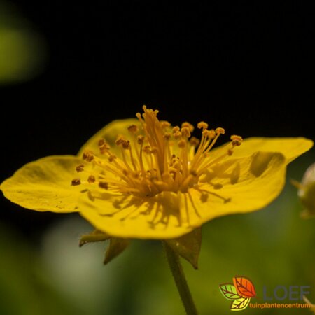 Waldsteinia ternata P9 - afbeelding 1