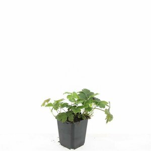 Waldsteinia ternata P9 - afbeelding 5