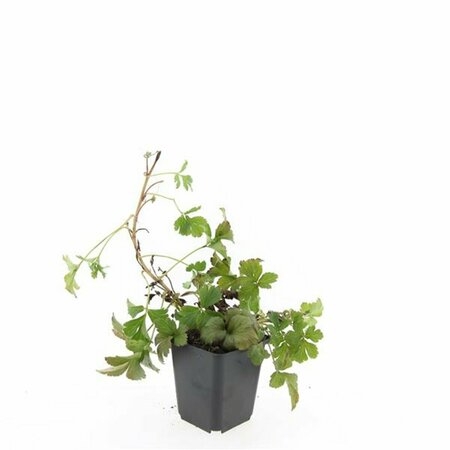 Waldsteinia ternata P9 - afbeelding 4