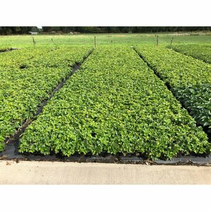 Waldsteinia ternata P9 - afbeelding 6