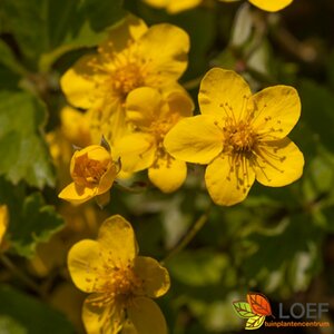 Waldsteinia ternata P9 - afbeelding 10