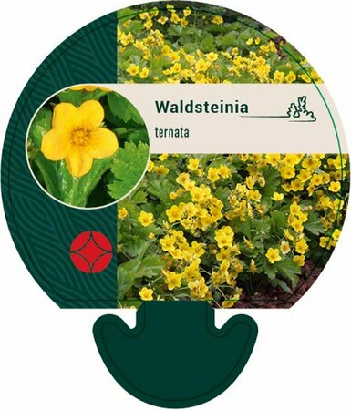 Waldsteinia ternata P9 - afbeelding 7