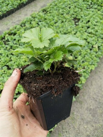 Waldsteinia ternata P9 - afbeelding 11