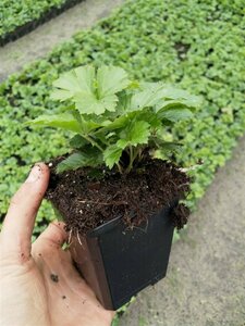 Waldsteinia ternata P9 - afbeelding 11