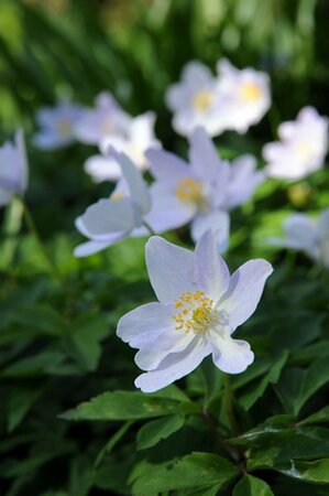 Anemone nemorosa P9 - afbeelding 6