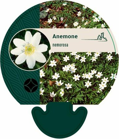 Anemone nemorosa P9 - afbeelding 8