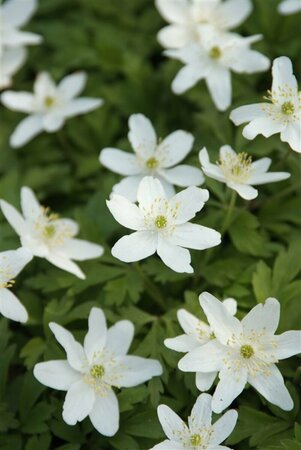 Anemone nemorosa P9 - afbeelding 5