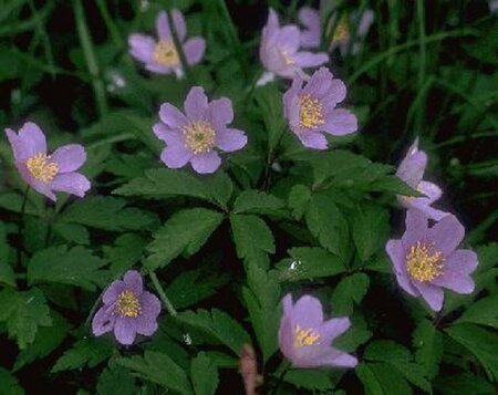Anemone nemorosa P9 - afbeelding 1