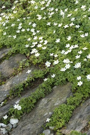 Anemone nemorosa P9 - afbeelding 4
