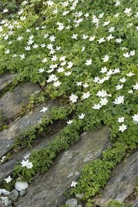 Anemone nemorosa P9 - afbeelding 4