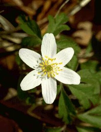 Anemone nemorosa P9 - afbeelding 2