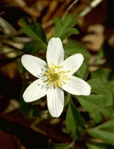 Anemone nemorosa P9 - afbeelding 2