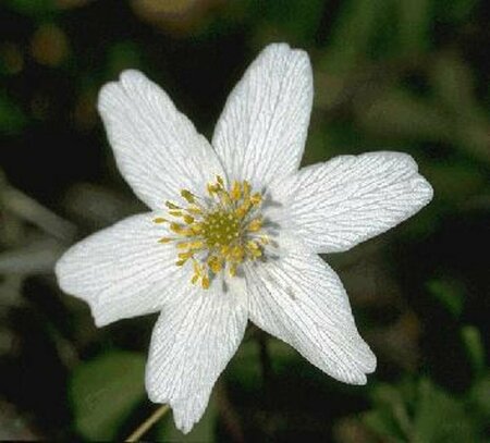 Anemone nemorosa P9 - afbeelding 3