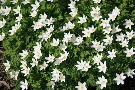 Anemone nemorosa P9 - afbeelding 3