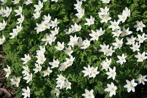 Anemone nemorosa P9 - afbeelding 3