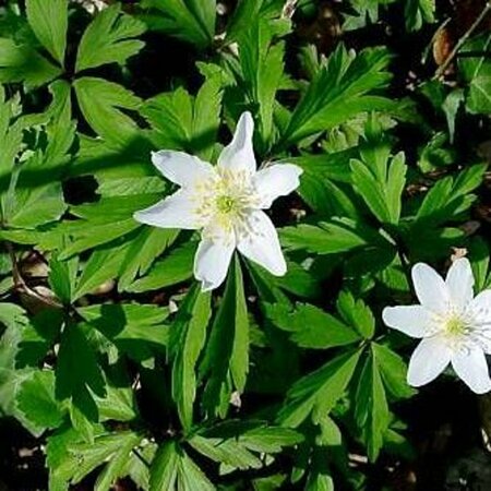 Anemone nemorosa P9 - afbeelding 6