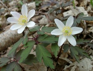 Anemone nemorosa P9 - afbeelding 7